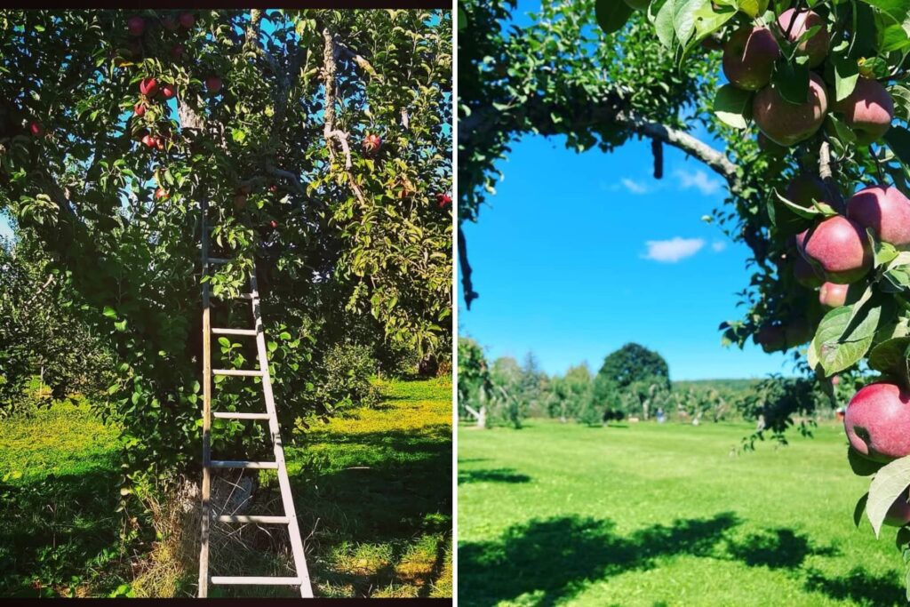 Rogers Family Orchard