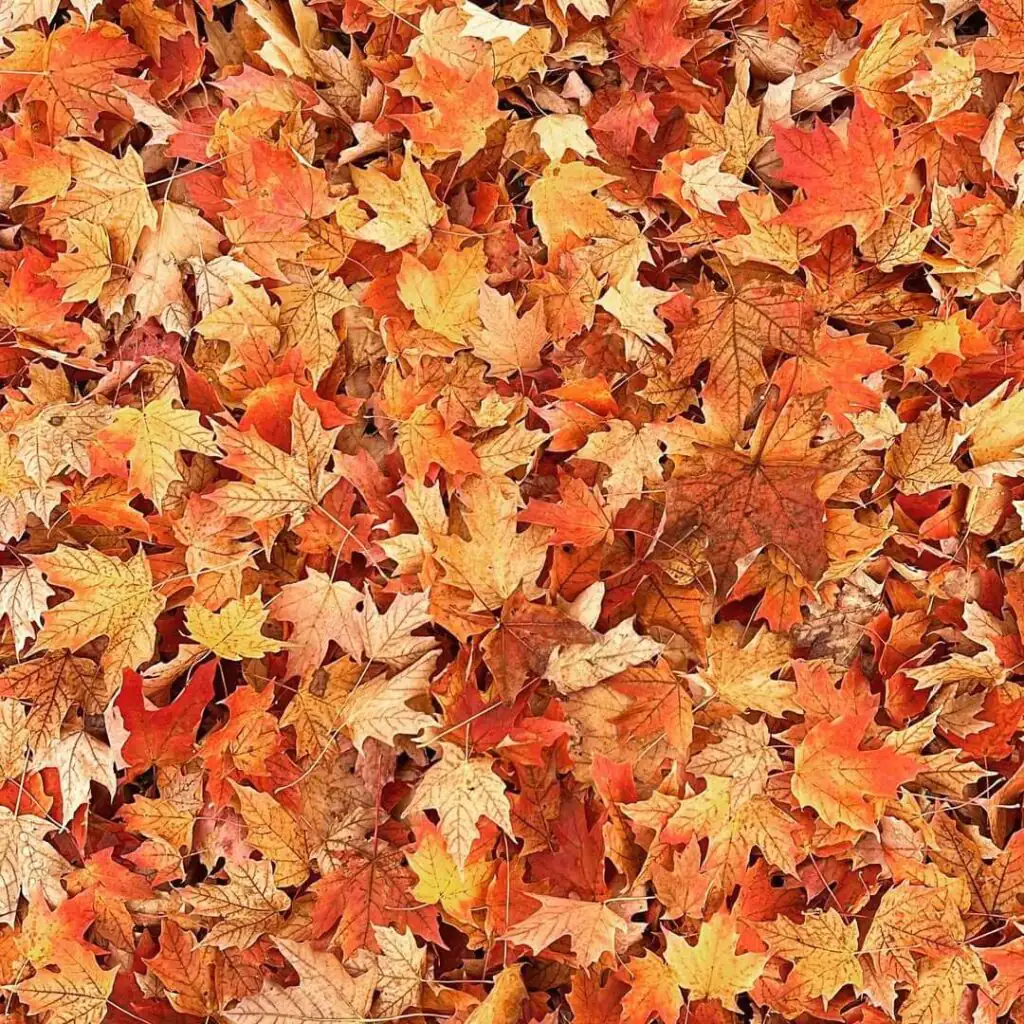 Vermont Fall leaves