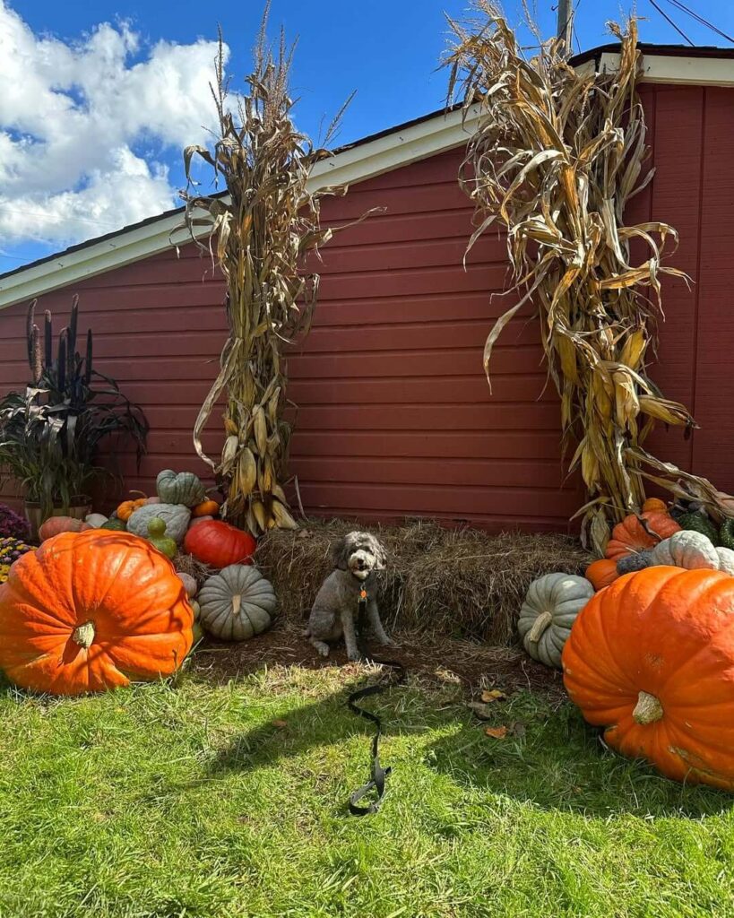 Wells Hollow Farm