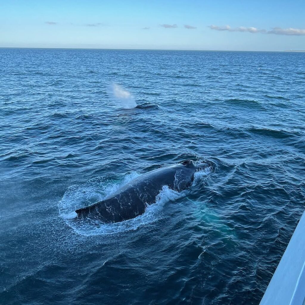 Whale watch tour Boston