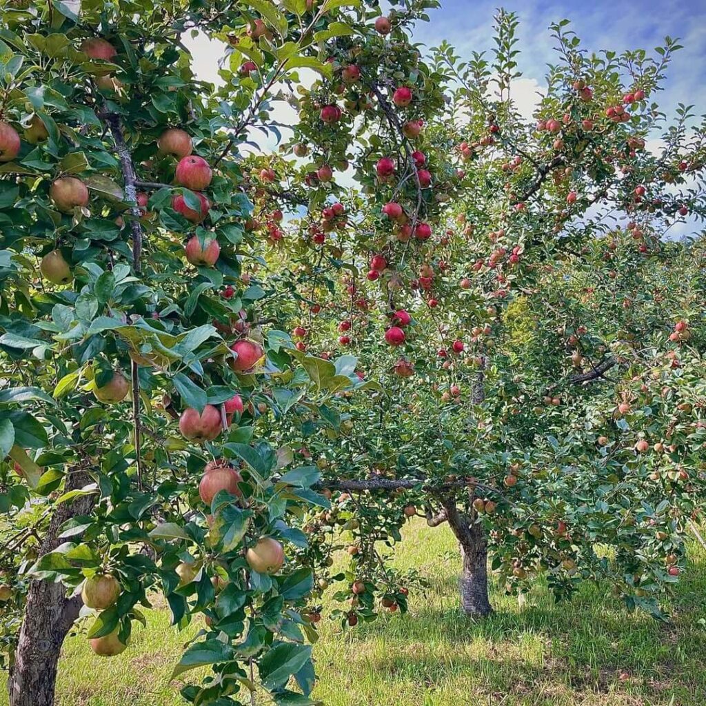 Whitman Brook Orchard