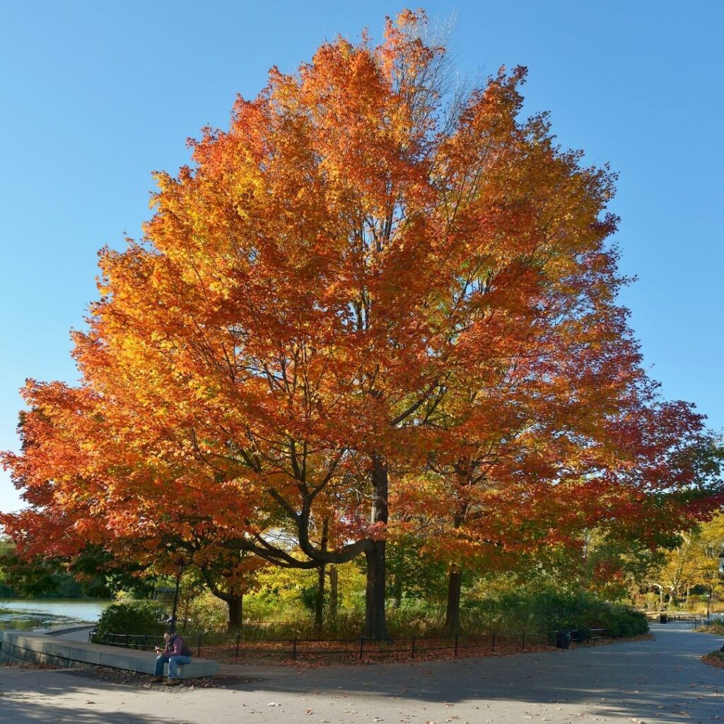 Prospect Park in Brooklyn