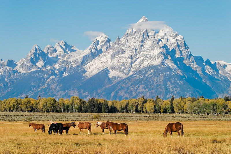 Grand Teton Horses