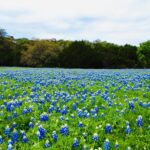 Hidden Small Towns in East Texas You’ll Adore