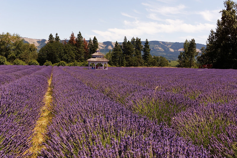 Hood River Lavender Farms