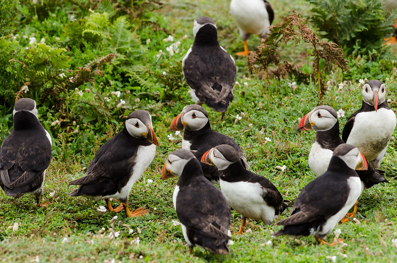 Puffins