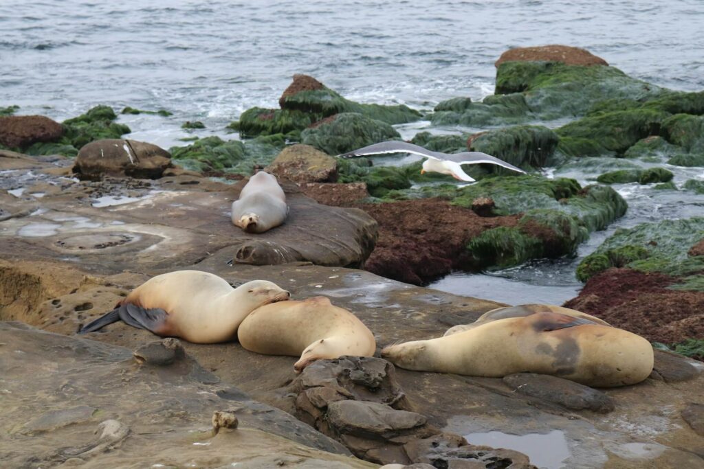 San Diego & La Jolla