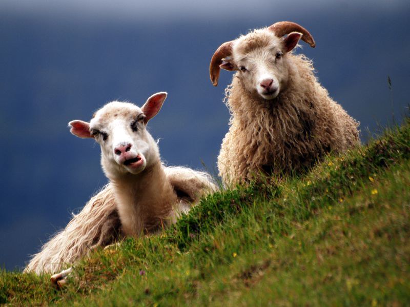 Sheeps