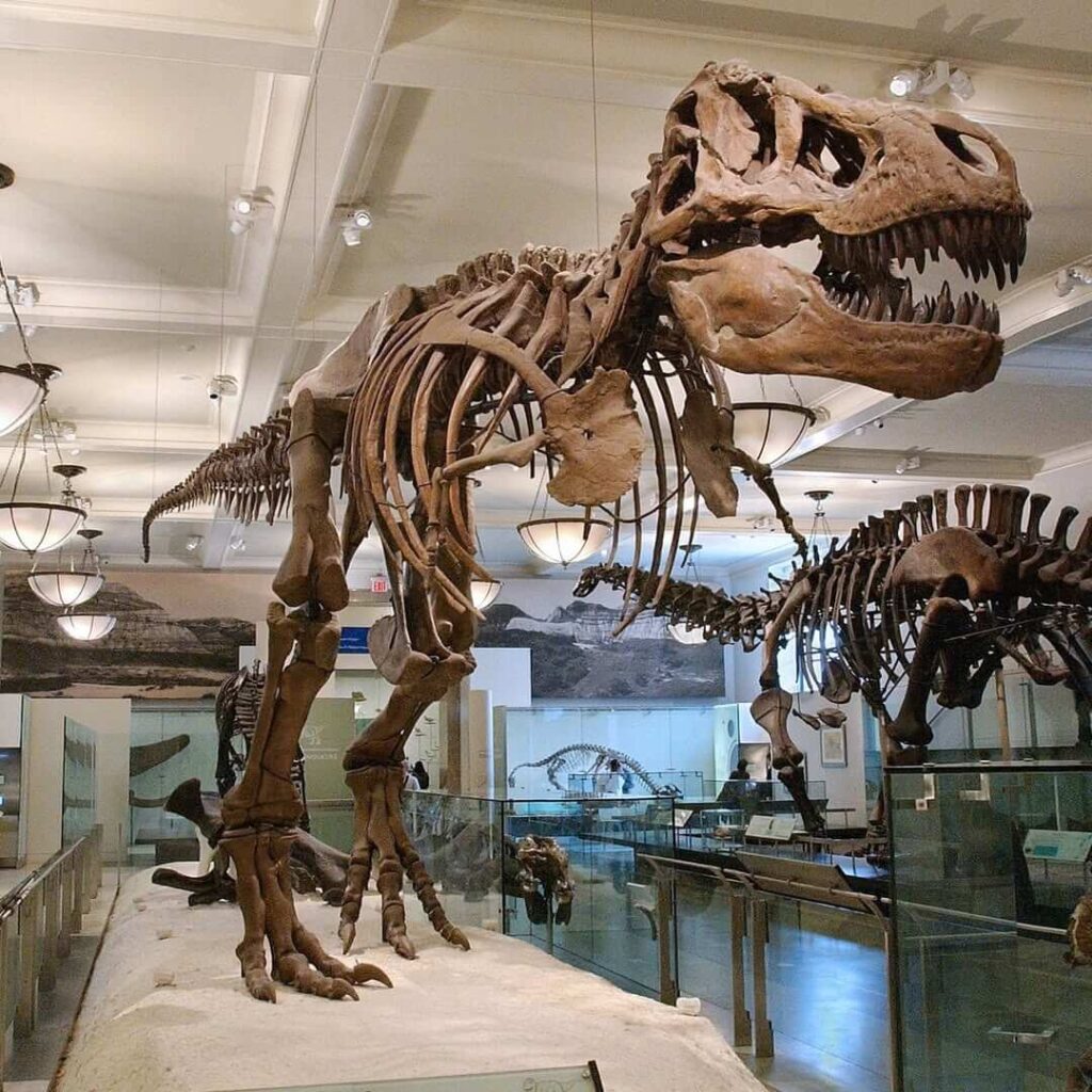T-Rex power at the Museum.