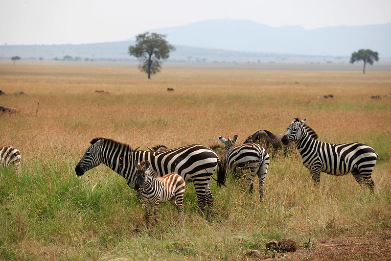 Tanzania