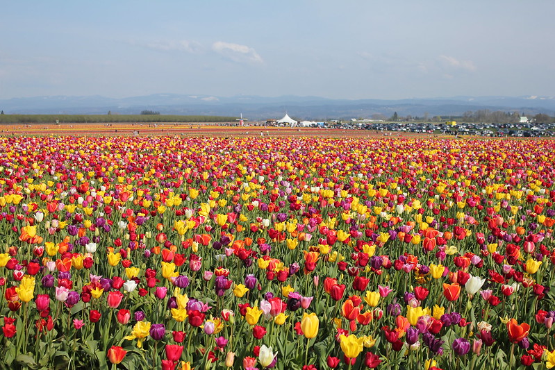 The Wooden Shoe Tulip Farm