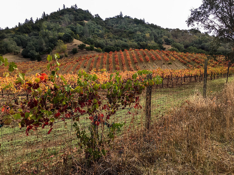 Vinyards of Napa Valley