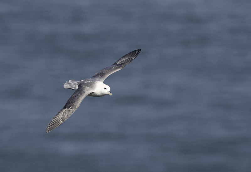 Fulmar