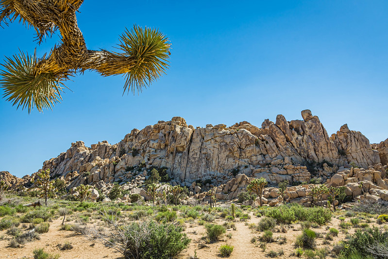 Joshua Tree National Park, California