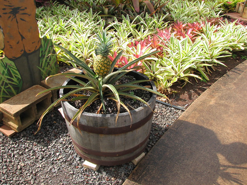 Dole Plantation