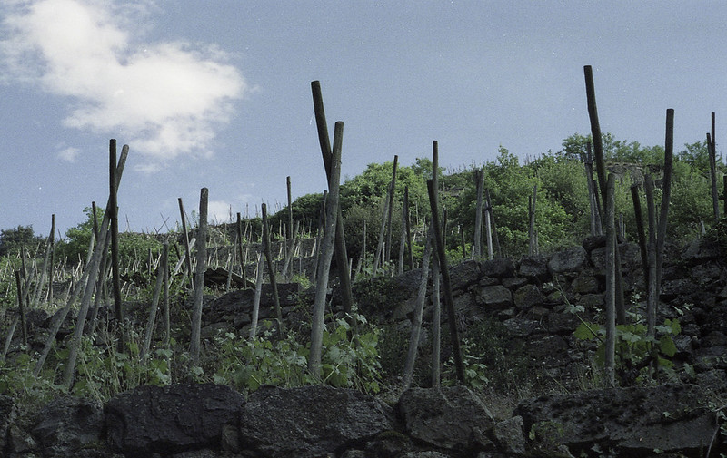 The Loire Valley Vineyard