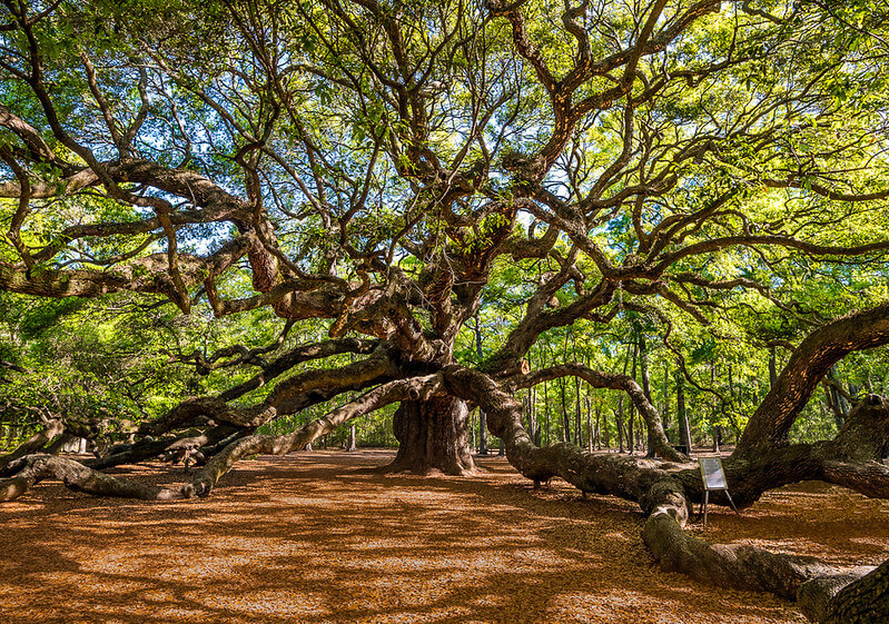 Angel Oak