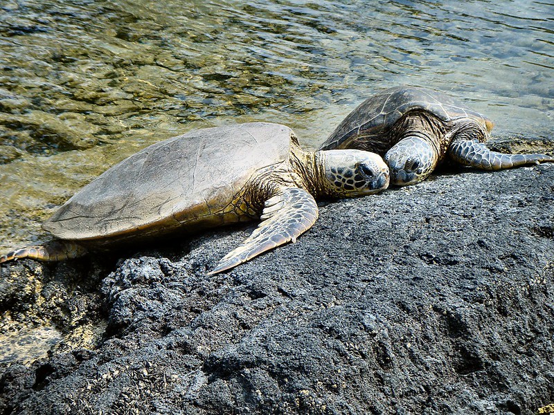 Honu