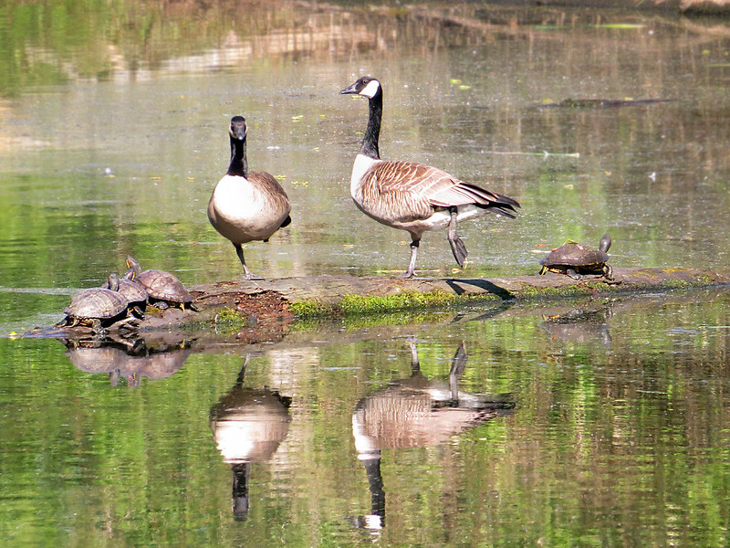 Smith and Bybee Wetlands