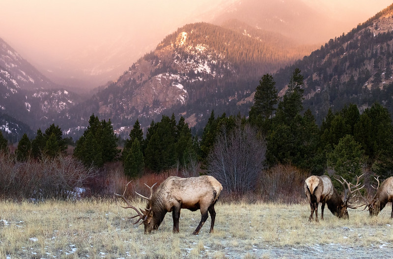 Elk grazing, Colorado