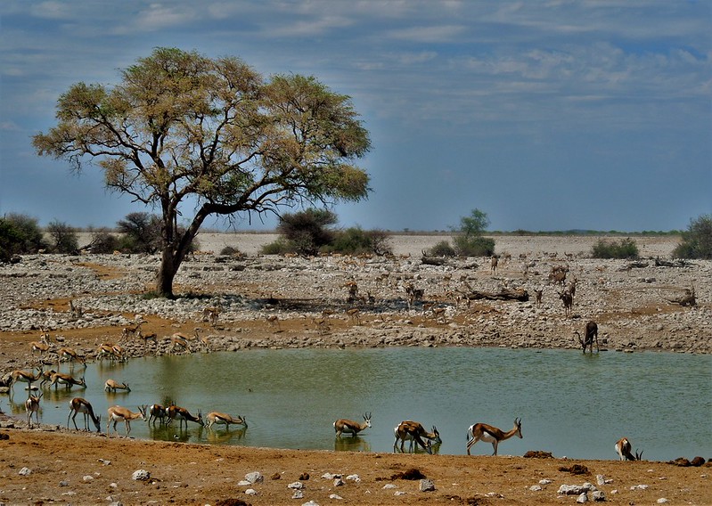 Etosha National Park Namibia