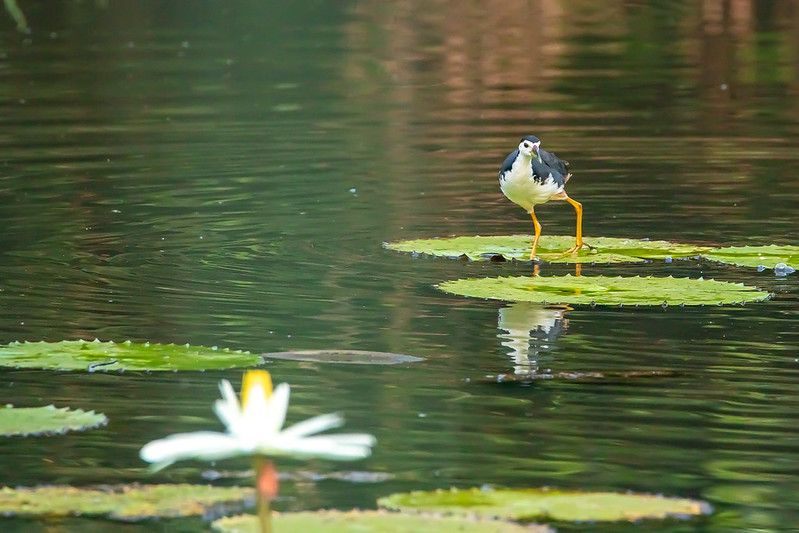 Hampstead Wetlands Park