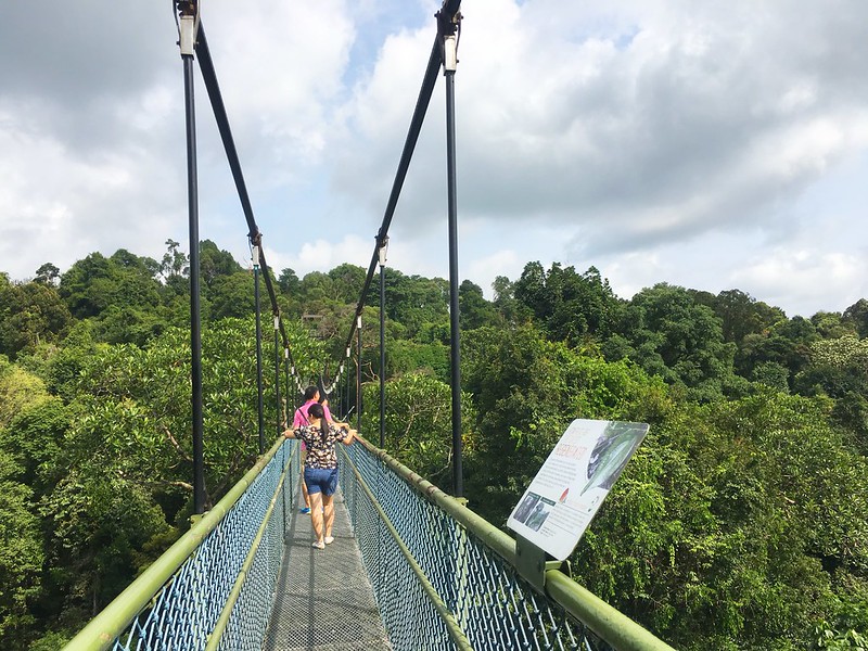 MacRitchie Treetop Walk
