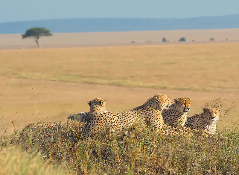 Masai Mara, Kenya