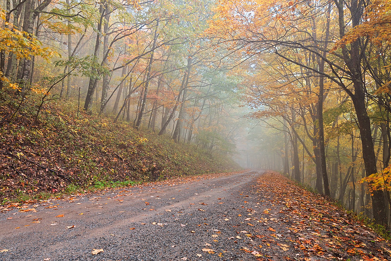Misty Autumn Forest Road - Dolly Sods near Davis, West Virginia (USA)