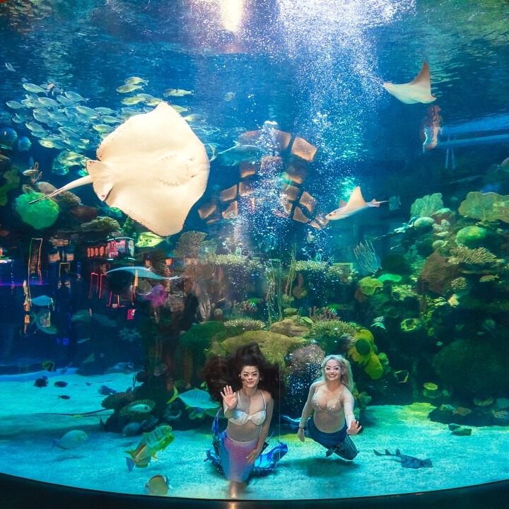 Mermaid Aquarium Show, Silverton Casino