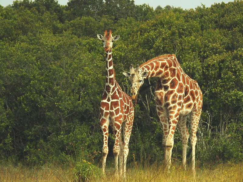 Aberdare National Park