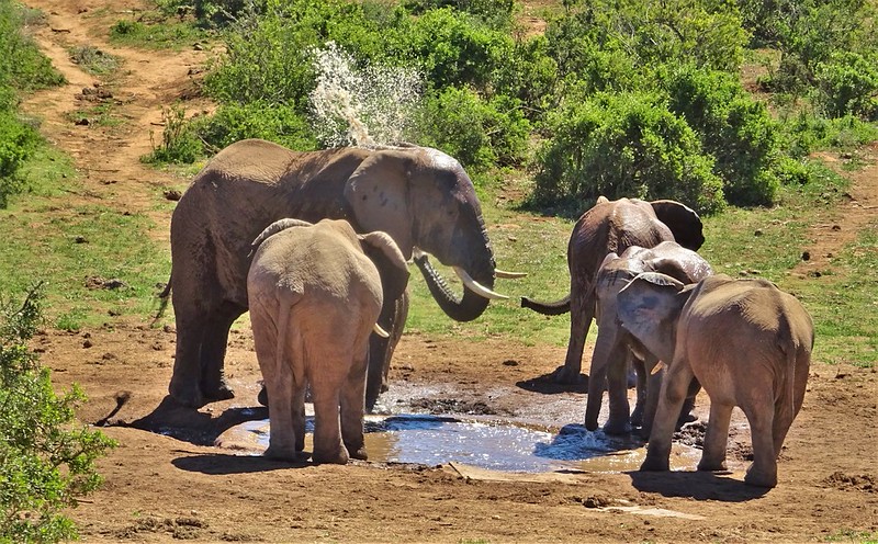 Addo Elephant National Park, South Africa