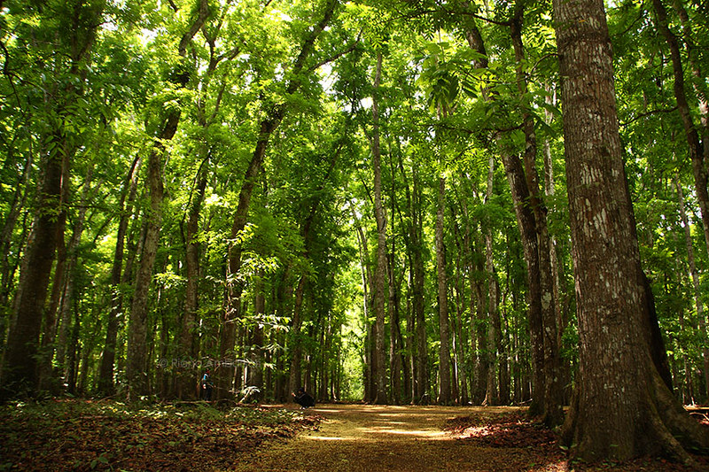 Alas Purwo National Park