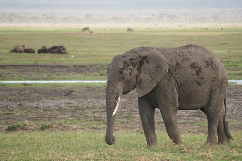 Amboseli National Park