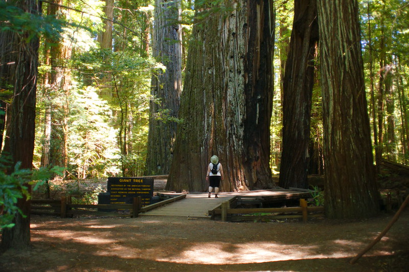 Avenue of the Giants