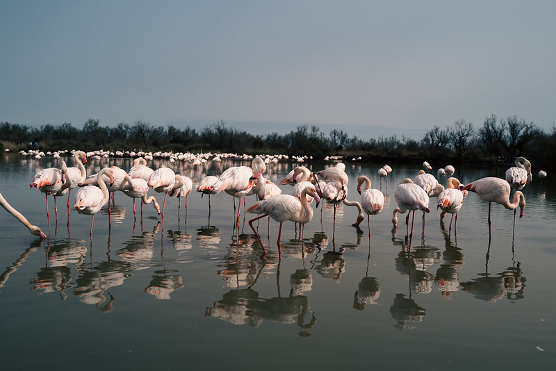 Camargue