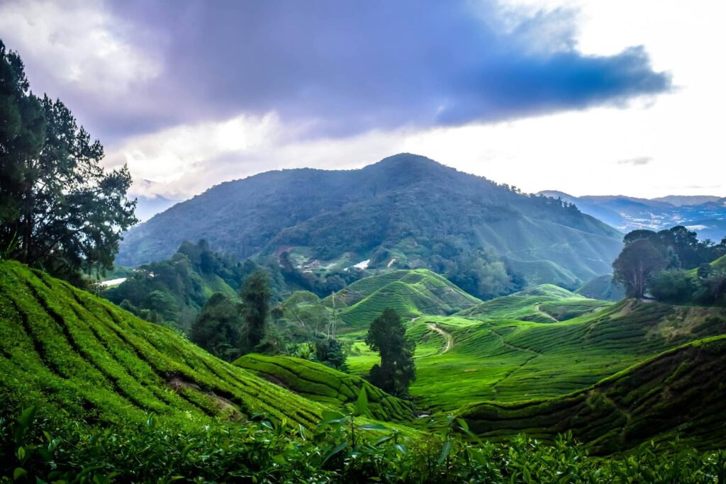 Cameron Highlands, Pahang