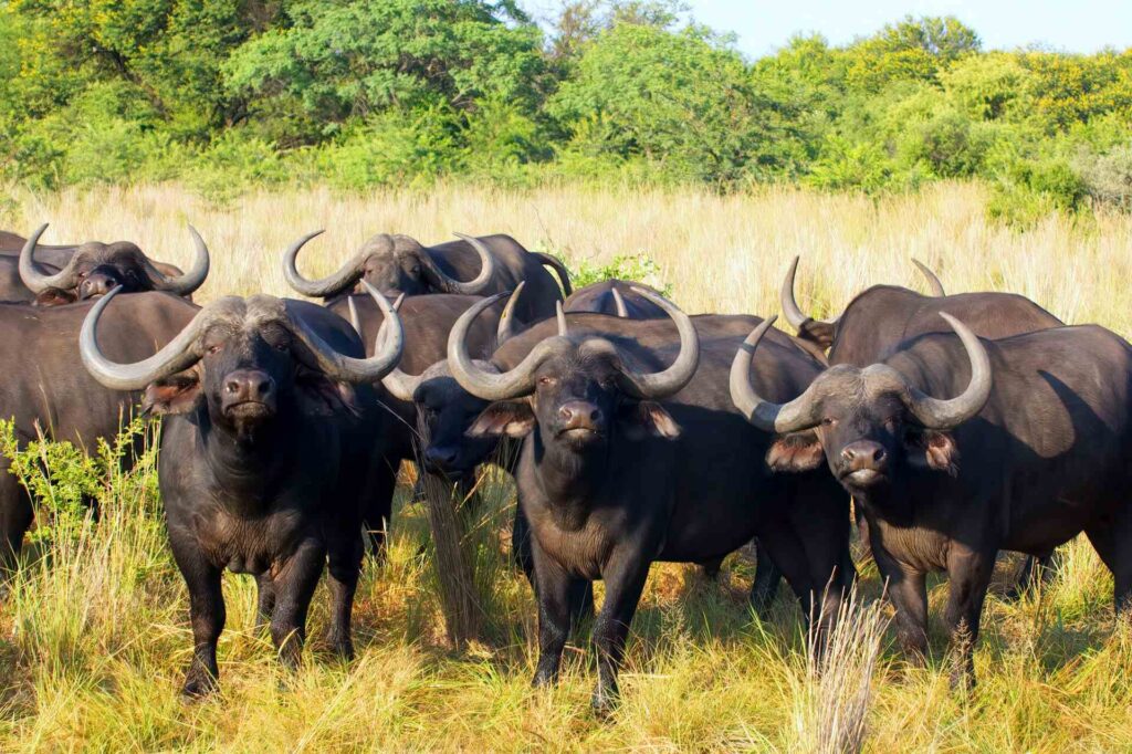 Cape Buffalo, South Africa