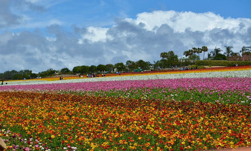 Carlsbad Flower Fields