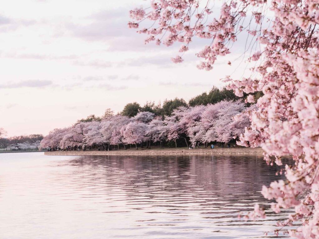 Cherry blossoms, Washington