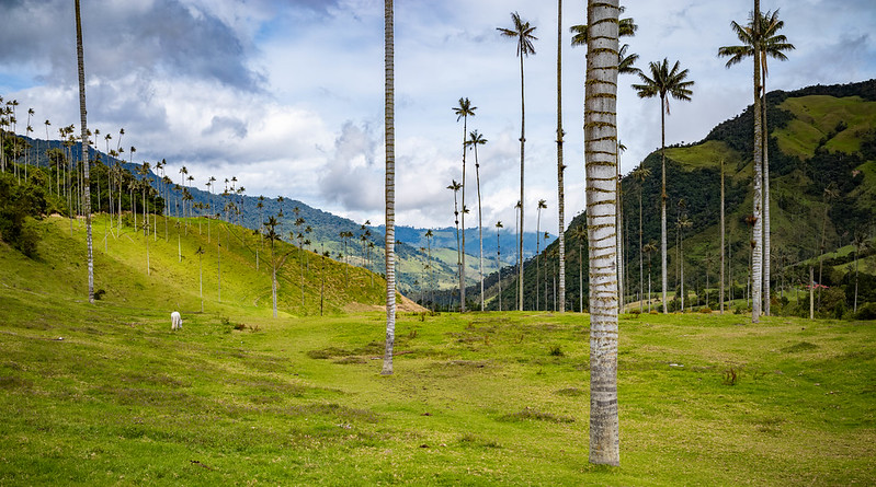 Cocora Valley—A Must-See Destination in Colombia