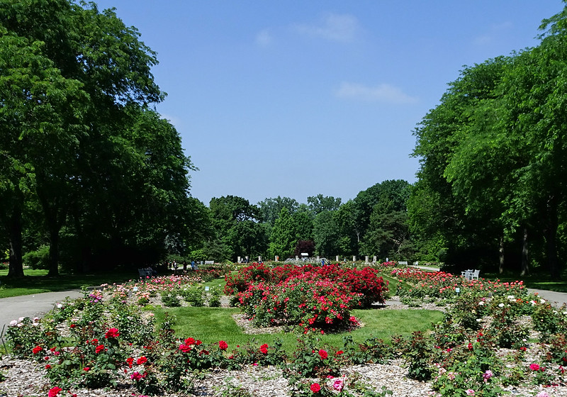 Columbus Park of Roses