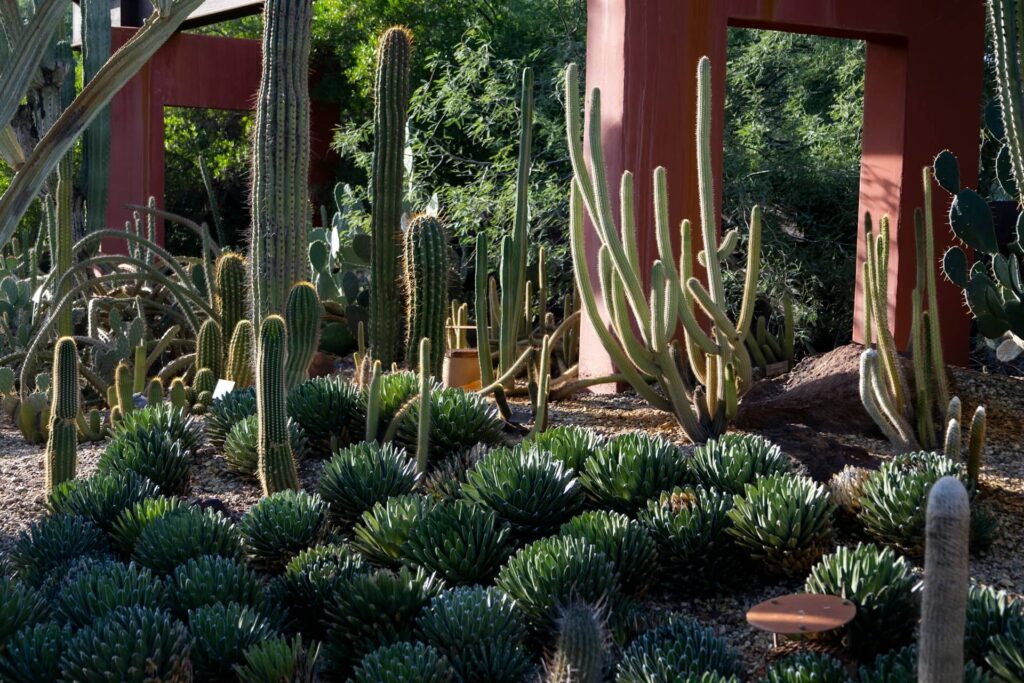 Desert Botanical Garden, , Phoenix