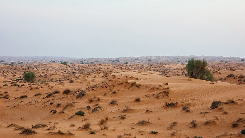 Dubai Desert Conservation Reserve