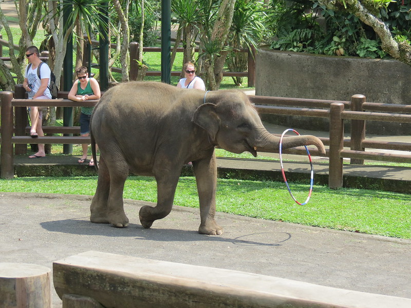 Elephant Park