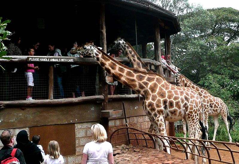 Giraffe Manor