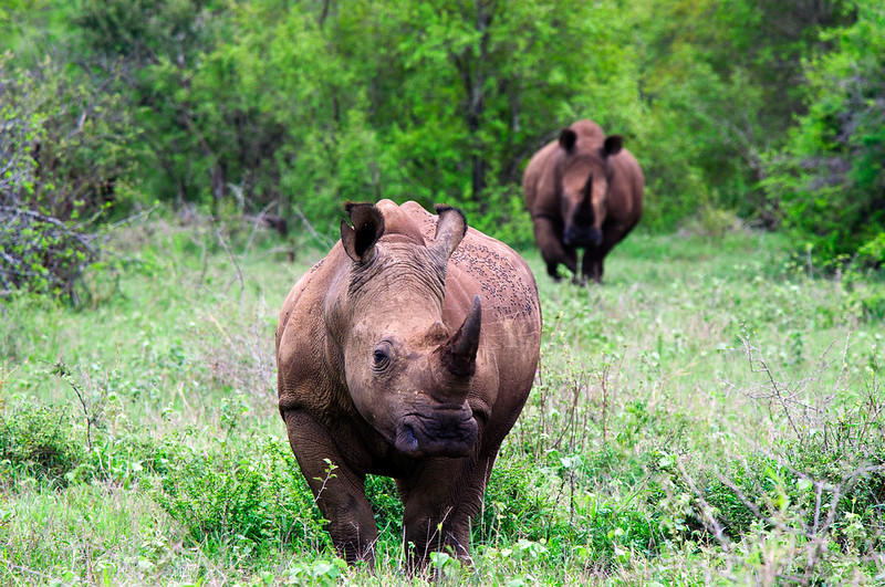 Hluhluwe-Umfolozi Park, South Africa