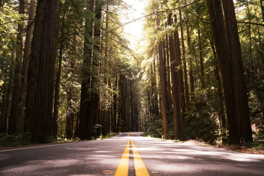 Humboldt Redwoods State Park