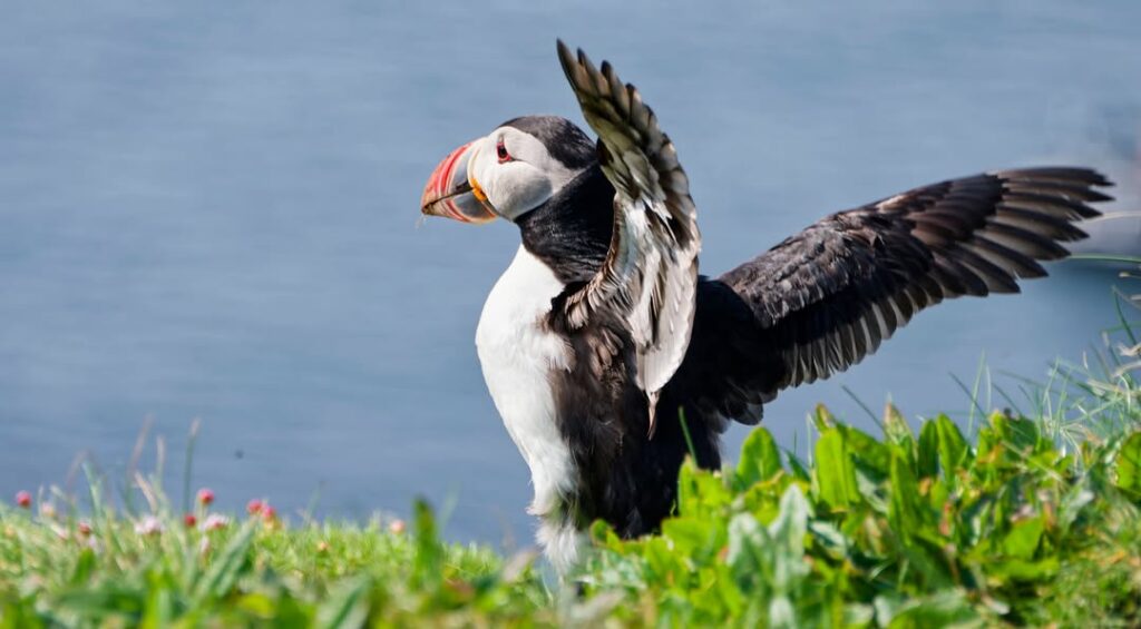 Isle Of Lunga