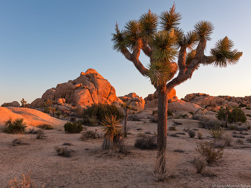 Joshua Tree National Park
